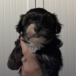 Assorted Doodle Crosses, Double Doodle, Maltipoo, Morkie, and Yorkipoo Puppies from Danza Bolo