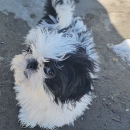 Maltese and Shih Tzu Puppies from Pamspups