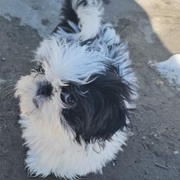 Maltese and Shih Tzu Puppies from Pamspups