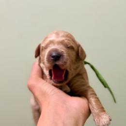 Green collar boy - Apricot male Goldendoodle puppy in Dupont, Washington from Willow Tree Doodles