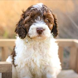 Cooper - Chocolate male Labradoodle puppy in Crete, Nebraska from Doodles & Co