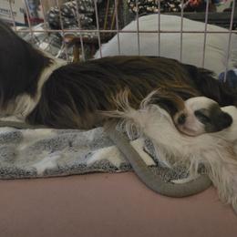 Angel - Tricolor female Shih Tzu puppy in Avery, Texas from Christye Bolen