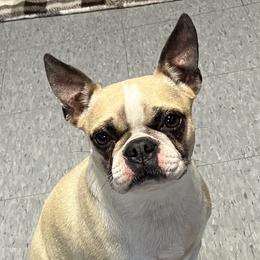 Goldie - Boston Terrier