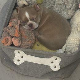 Lilac Fawn girl - Red female Boston Terrier puppy in Madera Acres, California from Muggin Bostons Terriers and Mini Dachshund