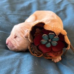 Ms. Teal - Golden female Golden Retriever puppy in Brentwood, California from Golden M Family Farms