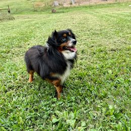 Melody - Toy Australian Shepherd