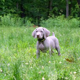 Weimaraner Puppies from Always Faithful Weimaraners