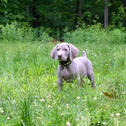 Weimaraner Puppies from Always Faithful Weimaraners