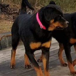 Rottweilers from LG's Rottweilers