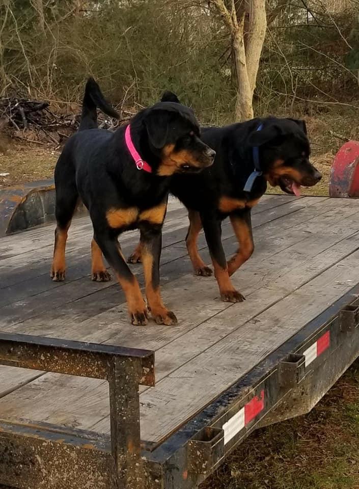 LG's Rottweilers in Tennessee | Rottweiler puppies | Good Dog