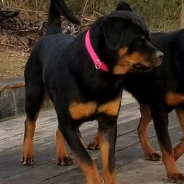 Rottweilers from LG's Rottweilers