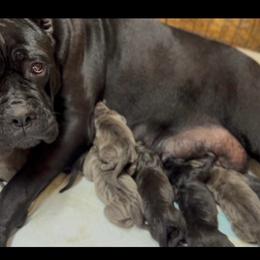 Jessie - Black male Cane Corso puppy in Las Vegas, Nevada from LV3M Cane Corso
