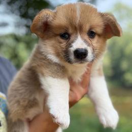 Sable girl 1 - Sable female Pembroke Welsh Corgi puppy in Rochester, Indiana from Stacy’s Pembroke Welsh Corgis