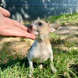 Blue - Blue fawn male Chihuahua puppy in Alvord, Texas from Gift of Gods Favor