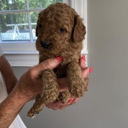 Goldendoodle and Labradoodle Puppies from Parks Avenue Goldendoodles