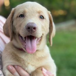 Sage - Yellow female Labrador Retriever puppy in Archer Lodge, North Carolina from Archer Lodge Labradors