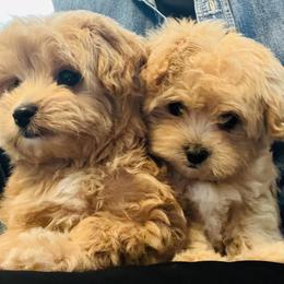 Maltese and Maltipoo Puppies from PrissyPawz