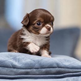 Bubbles 6500 - Chocolate male Chihuahua puppy in Deerfield, Florida from Happy Petit Paws
