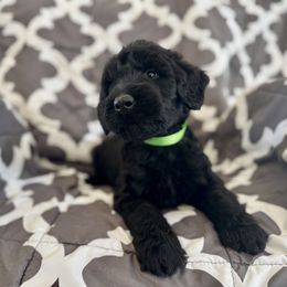 Ravioli - Black male Giant Schnauzer puppy in Parker, Colorado from Pawsh K9’s