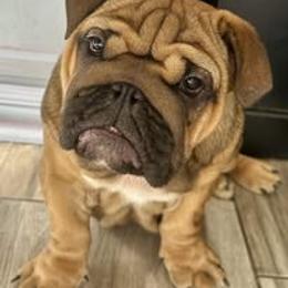 Bulldog Puppies from Bullgodz English Bulldogs
