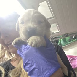 Blitzen - Golden male Golden Retriever puppy in Greenbrier, Tennessee from Glambleberry Goldens