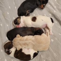 Shih Tzu Puppies from Trinity Shihtzu's So Calif