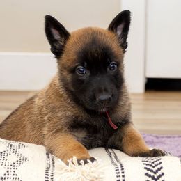 Maroon Collar Male - Fawn male Belgian Malinois puppy in Fredonia, Arizona from Zion Malinois