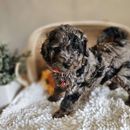 Drew- F1b coral collar - Blue merle Aussiedoodle puppy in Mountain Grove, Missouri from JMR Aussies and Doodles