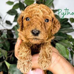 Goldendoodle and Poodle Puppies from The Henry Doodles