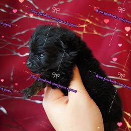 Girl 2 - Black and tan female Pomeranian puppy in Albany, Oregon from Purrs N Poms