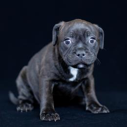 Girl 2 - female Staffordshire Bull Terrier puppy in Tomales, California from Moonspinner Staffords