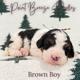 Brown Boy - Tri-color male Bernedoodle puppy in Rochester, New York from Point Breeze Doodles, LLC