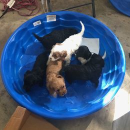 Cavapoo Puppies from Wee-1 Cavapoos