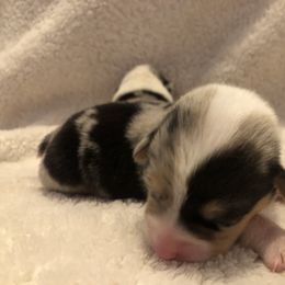 American Corgi and Pembroke Welsh Corgi Puppies from Red White & Bluie Corgi