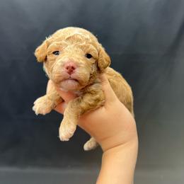 Jake - Apricot male Poodle puppy in Nashville, Arkansas from Cuddles n Curls