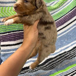 Girl one - Red merle female Miniature Australian Shepherd puppy in Mount Airy, Georgia from North Georgia Gems