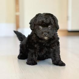 Havapoo puppies from Denise Clark