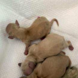 Finn - Cream female Dachshund puppy in Lake Mary, Florida from Lakeside Doxies