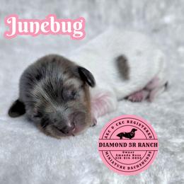 JUNEBUG - Dapple female Dachshund puppy in Columbia, Louisiana from Diamond 5R Ranch AKC & CKC Miniature Dachshunds