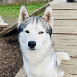 Flash - Siberian Husky