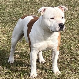 Crunchy - Staffordshire Bull Terrier