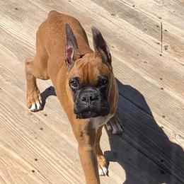 Boxers from Dusty Road’s Kennel LLC
