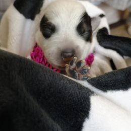 Australian Cattle Dog Puppies from Kurczak Farm LLC
