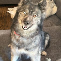 Nymeriah - Siberian Husky