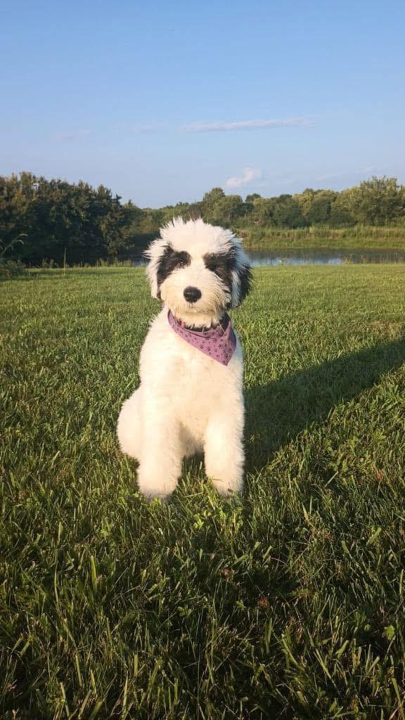Jane's Sheepadoodles in Missouri | Sheepadoodle puppies | Good Dog