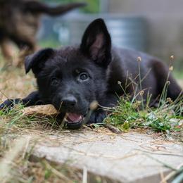 German Shepherd Puppies from Zwinger Vom Rabenauge