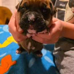 Boy 1 - Brindle male Boxer puppy in Caspian, Michigan from Andrus Family Boxers