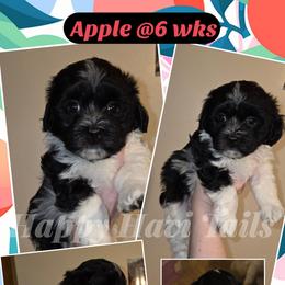 Apple- 2nd born - Black and white female Havanese puppy in Kansas City, Missouri from Happy Havi Tails