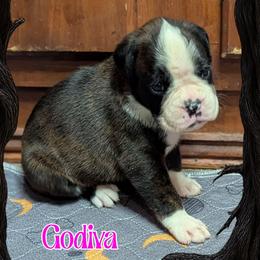 Godiva - Brindle female Boxer puppy in Mountain Home, Idaho from LJK Boxers & Toy Aussies