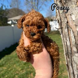 Posey - Red  female Poodle puppy in Morehead, Kentucky from Paw Perfect Pets